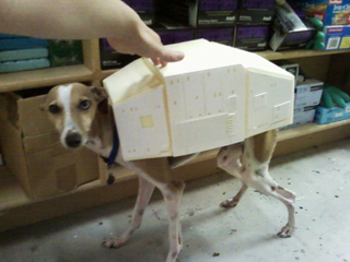 Illustration for article titled Meet Bones Mello, the AT-AT Dog